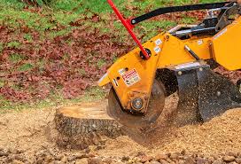 Best Root Management and Removal  in Fox Lake, IL