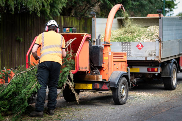 Best Tree Removal  in Fox Lake, IL